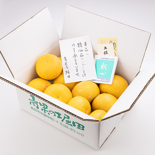 土佐文旦 特価品3L・2L・L混合