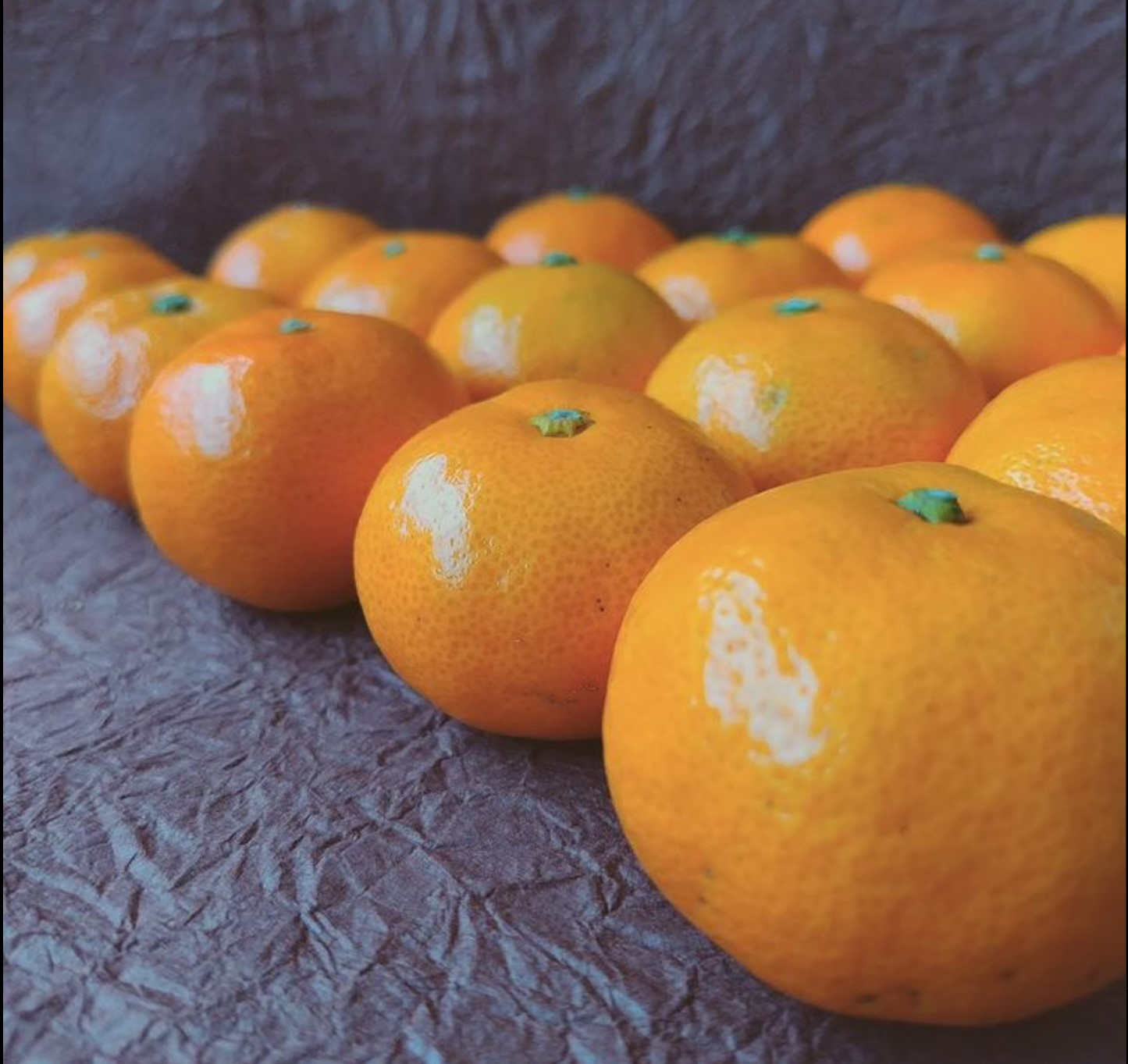 極早生みかん　2Sサイズ